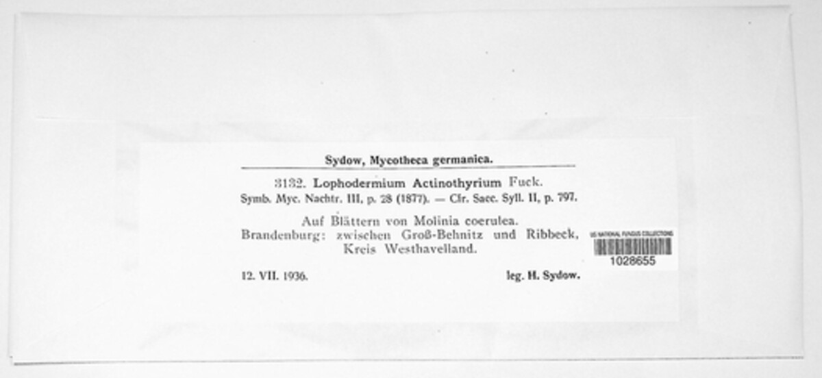 Lophodermium actinothyrium image